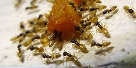 小黄蚂蚁是怎么产生的，家里有小黄蚂蚁的原因